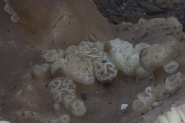 QUIZ SERIO 2- Scherzo della natura